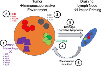 New Directions for Natural Killer T Cells in the Immunotherapy of Cancer